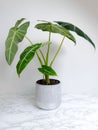 Alocasia Frydek Alocasia Micholitziana in a planter against a white background