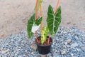 alocasia frydek variegated in the pot