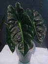 Alocasia Golden Bone & x28;Hybrid Alocasia Micholitziana x Alocasia Cuprea& x29; Royalty Free Stock Photo