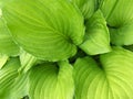 Alocasia green leaves Royalty Free Stock Photo