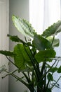 Alocasia houseplant closeup at home. Giant elephants ear plant with lush green leaves. Indoor garden