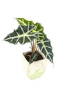 Alocasia. Isolated flower in pot. Royalty Free Stock Photo
