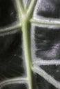 Alocasia is known usually as the Kris Plant or Elephant Ear. Abstract macro of a houseplant leaf, unique alien looking leaves.