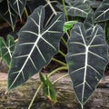 Alocasia - Kris Plant - Elephant Ear Royalty Free Stock Photo