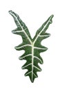 Alocasia ,the Kris Plant ,leaf Isolated on white background. Royalty Free Stock Photo