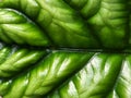 Alocasia. Alocasia leaf. Houseplant leaf. Organic texture