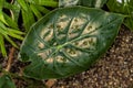 Alocasia Leaf