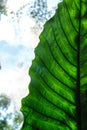 Alocasia Leaf texture background