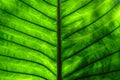 Alocasia Leaf texture background