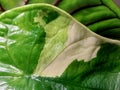 An Alocasia leaf with sport variegation Royalty Free Stock Photo