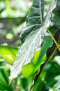 Alocasia longiloba miq, Alocasia longiloba or alocasia