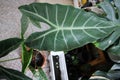 Alocasia longiloba miq, Araceae or Alocasia Longiloba