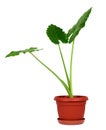 Alocasia machrorhiza Royalty Free Stock Photo