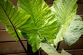 Alocasia macrorrhiza black stem elephant ear ornamental plant