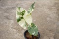 Alocasia macrorrhiza variegata