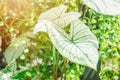 Alocasia macrorrhizos Bleach White leaf green plant. Plant disease symptoms popular home decoration in Asian garden Royalty Free Stock Photo