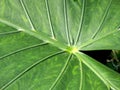 Alocasia macrorrhizos