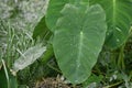 Alocasia macrorrhizos or Giant Taro or giant alocasia is a species of flowering plant in the arum family Araceae Royalty Free Stock Photo