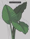 Alocasia Macrorrhizos Giant Taro rainforest tropical plant vector illustration