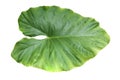 Alocasia macrorrhizos Leaves