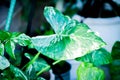 Alocasia, Alocasia macrorrhizos or Alocasia plant or bicolor alocasia Royalty Free Stock Photo