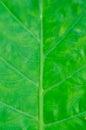 Alocasia, Alocasia macrorrhizos or Alocasia plant leaf or leaf background Royalty Free Stock Photo