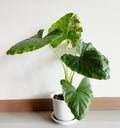 Alocasia macrorrhizos in a white pot planted as an ornamental plant