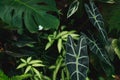 Alocasia micholitziana