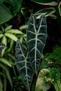 Alocasia micholitziana Royalty Free Stock Photo