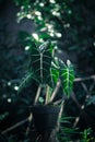 Alocasia micholitziana Frydek also called Alocasia Green Velvet with green leaves and white veins. Royalty Free Stock Photo