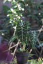 Alocasia micholitziana Frydek also called Alocasia Green Velvet with green leaves and white veins. Royalty Free Stock Photo