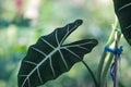 Alocasia micholitziana Frydek also called Alocasia Green Velvet with green leaves and white veins. Royalty Free Stock Photo