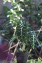 Alocasia micholitziana Frydek also called Alocasia Green Velvet with green leaves and white veins.