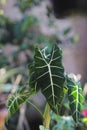 Alocasia micholitziana Frydek also called Alocasia Green Velvet with green leaves and white veins. Royalty Free Stock Photo