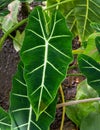 Very nice Alocasia micholitziana or green velvet taro family Araceae. It is endemic to the island of Luzon in the Philippines