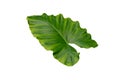 Alocasia odora foliage leaf Royalty Free Stock Photo