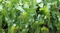 Alocasia odora foliage (Night-scented lily or Giant upright elephant ear),