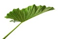 Alocasia odora foliage Night-scented lily or Giant upright elephant ear, Exotic tropical leaf, isolated on white background