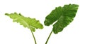 Alocasia odora foliage Night-scented lily or Giant upright elephant ear, Exotic tropical leaf, isolated on white background