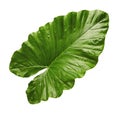 Alocasia odora foliage Night-scented lily or Giant upright elephant ear, Exotic tropical leaf, isolated on white background with Royalty Free Stock Photo