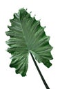 Alocasia Odora Leaf Royalty Free Stock Photo