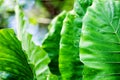 Alocasia odora green leaf, beauty in nature