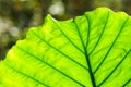 Alocasia odora green leaf, beauty in nature