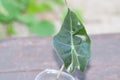 Alocasia one leaf baby plant propagated