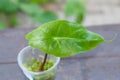 Alocasia one leaf baby plant propagated