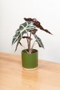 An Alocasia plant.