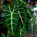 alocasia plant