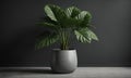 Alocasia plant in a gray pot against a dark background