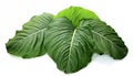 An Alocasia plant with large arrowhead leaves isolated, white background Royalty Free Stock Photo