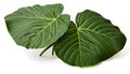 An Alocasia plant with large arrowhead leaves isolated, white background Royalty Free Stock Photo